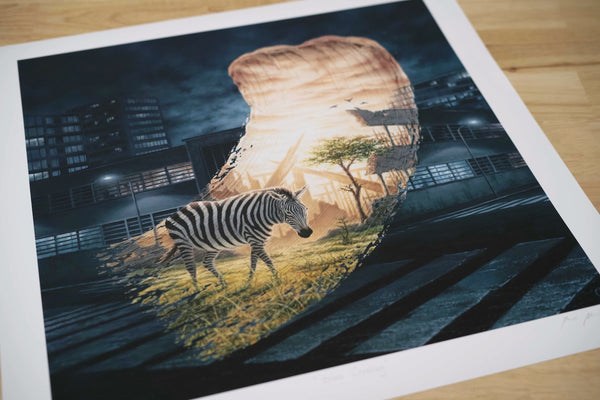 Zebra Crossing - Limited Edition Print